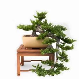 Bonsai Trees VP
